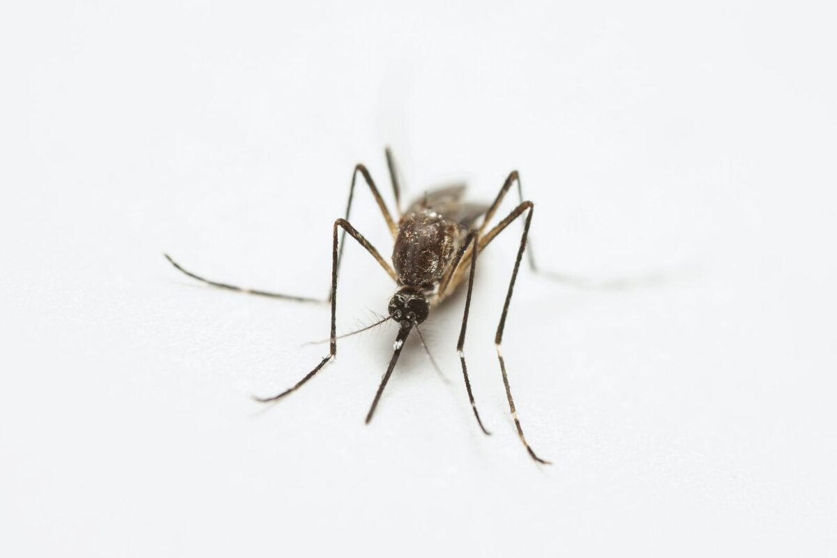 Close-up of a mosquito that spreads dengue fever
