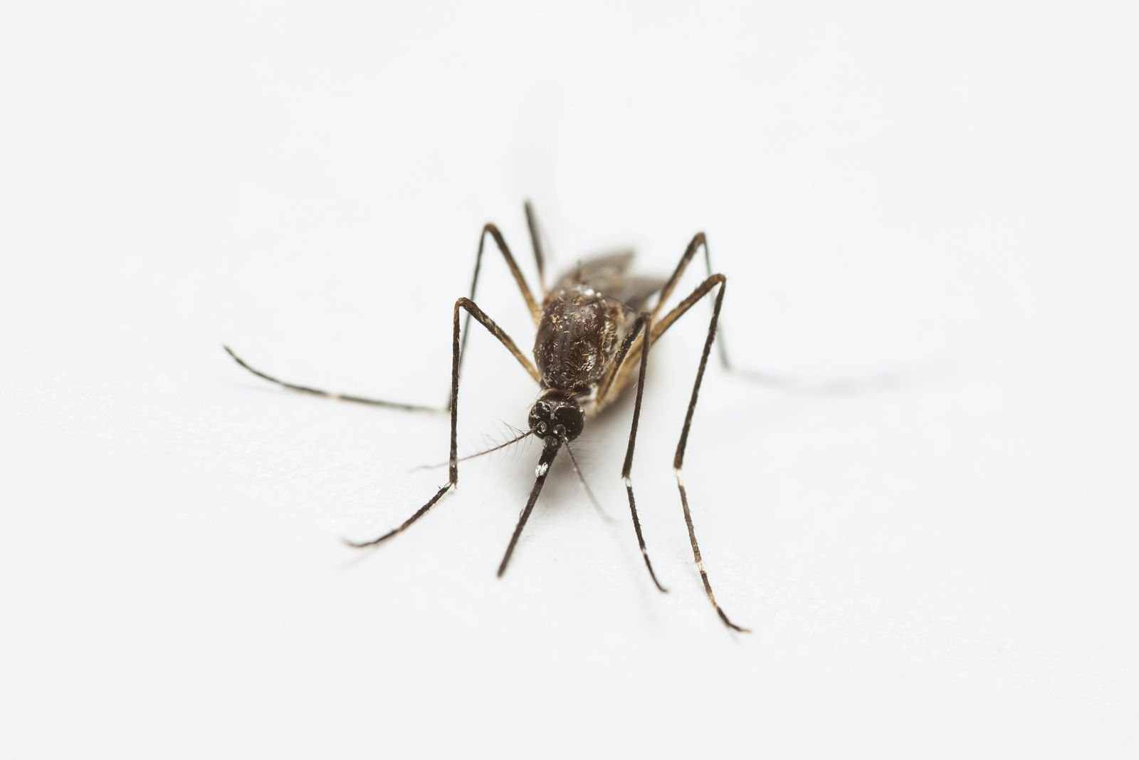Close-up of a mosquito that spreads dengue fever